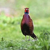 Pheasant on a abuts land in a meadow at bird park of the Marais Poitevin, Saint-Hilaire-la-Palud, France