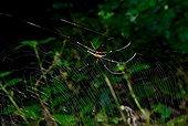Giant golden orb weaver (Nephila pilipes) Thailand