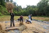 Farmers sieving the rice N.W. Thalland
