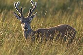 Scottish deer (Cervus elaphus scoticus) in tall grass. Isle of Jura, Scotland
