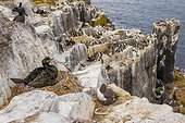European Shag (Phalacrocorax aristotelis) on its nest. Farne Islands, Scotland