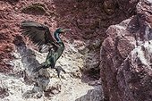 European Shag (Phalacrocorax aristotelis) posing on a rock. Farne Islands, Scotland