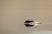 Shelduck (Tadorna tadorna). Scotland