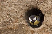Great Tit (Parus major) out with a fecal sac from its nest (former nest Bee-eater). Camargue, France