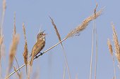 Great Reed Warbler (Acrocephalus arundinaceus) singing on a reed. Camargue, France