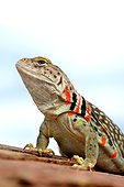 Bailey's Collared Lizard (Crotaphytus collaris baileyi) Red fertilized female N. Arizona