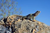 Collared lizard (Crotaphytus collaris) Fertilized female. Arizona