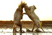 Fighting Camargue stallions at dusk, Camargue, France
