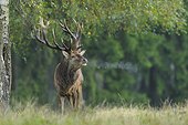 Red deer, Cervus elaphus, Autumn, Germany, Europe