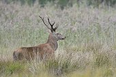 Red deer, Biosphere reserve Oberlausitzer Heide- und Teichlandschaft, Saxony, Germany, Europe