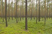 Pine forest, Upper Lusatian Moorland Biosphere Reserve, Saxony, Germany, Europe