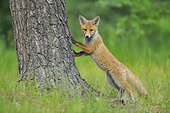 Young Red Fox, Vulpes vulpes, Hesse, Germany, Europe