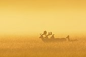 Fallow Deers (Cervus dama) on misty morning at sunrise, Hesse, Germany, Europe