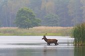 Red deer in pond, Saxony, Germany, Europe