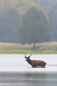 Red deer in pond, Saxony, Germany, Europe