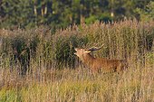 Belling Red Deer (Cervus elaphus) in Rutting Season, Saxony, Germany, Europe