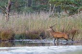 Red deer in pond, Saxony, Germany, Europe