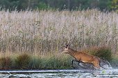 Running Red deer in pond, Saxony, Germany, Europe