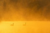Mute Swans (Cygnus olor) on Misty Lake at Sunrise, Saxony, Germany, Europe