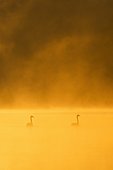 Mute Swans (Cygnus olor) on Misty Lake at Sunrise, Saxony, Germany, Europe