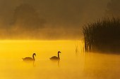Mute Swans (Cygnus olor) on Misty Lake at Sunrise, Saxony, Germany, Europe