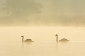 Mute Swans (Cygnus olor) on Misty Lake, Saxony, Germany, Europe