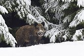 Wild boar (Sus scrofa), Tusker, Bavaria, Germany, Europe