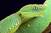 West African bush viper (Atheris chlorechis), Cameroon