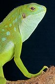 Lau banded iguana (Brachylophus fasciatus), Fiji