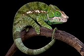 Globe-Horned Chameleon (Calumma globifer), Madagascar