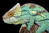 Parson's giant chameleon (Calumma parsonii), Madagascar