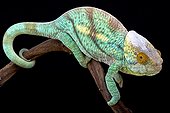 Parson's giant chameleon (Calumma parsonii), Madagascar