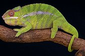 Panther chameleon (Furcifer pardalis), Madagascar