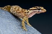Aruba day gecko (Gonatodes antillensis) female, Aruba