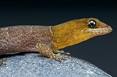 Aruba day gecko (Gonatodes antillensis) male, Aruba
