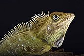 Bell's angle head lizard (Gonocephalus bellii), Malaysia