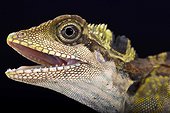 Great angle head lizard (Gonocephalus grandis), Malaysia