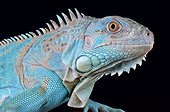 Green iguana (Iguana iguana) Axanthic, captivity