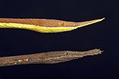 Madagascar leaf-nosed snake (Langaha madagascariensis) couple, Madagascar