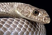 Serpent-fouet (Masticophis flagellum testaceus), États Unis