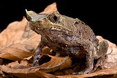 Perak horned toad (Megophrys aceras), Malaysia