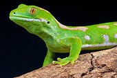 The Northland green gecko (Naultinus grayii) is a rare diurnal lizard species endemic to New Zealand., Northland, New Zealand