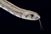 Ladder snake (Rhinechis scalaris), Spain