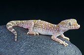 Sand gecko (Stenodactylus sthenodactylus), Egypt