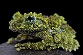 Mossy frog (Theloderma corticale), Vietnam