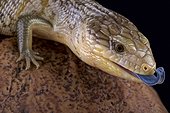 Tanimbar blue tongue skink (Tiliqua scincoides chimaerea), Tanimbar islands, Indonesia