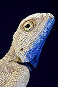 The Savigny's agama (Trapelus savignii) is endemic to the western Negev sands of Israel and the Gaza strip up to Sinai desert and the nile delta. 80% of the habitat of these lizards has been lost., Israel