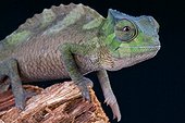 Crested chameleon (Trioceros cristatus), Congo