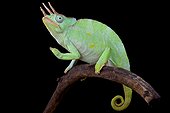 Usambara Giant Three-Horned Chameleon (Trioceros deremensis) male, Tanzania
