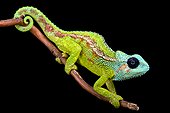 Jeweled chameleon (Trioceros hanangensis),